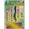 Qi Gong de la colonne Vertébrale - J.P Giudice